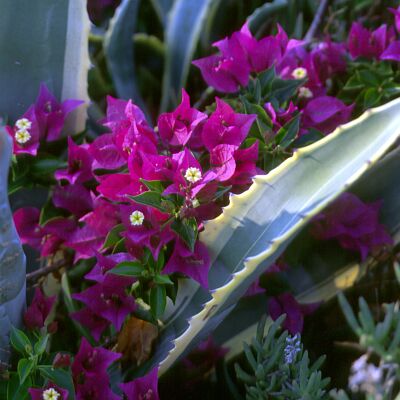 Kamera: D:\Daten\Bilder\Reisen\Mallorca\Web\Bl&uuml;ten mit Kaktus.jpg<br>
0 x 0 - 32,4 KB