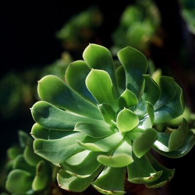 Kamera: D:\Daten\Bilder\Reisen\Mallorca\Web\Gr&uuml;ne Bl&uuml;te.jpg<br>
0 x 0 - 22,9 KB