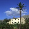 Finca mit Palme
