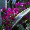 Bl&uuml;ten mit Kaktus
