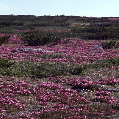 Kamera: D:\Daten\Bilder\Roh-Scan\Schweden\Web\Fj&auml;ll06.jpg<br>
400 x 400 - 52,1 KB