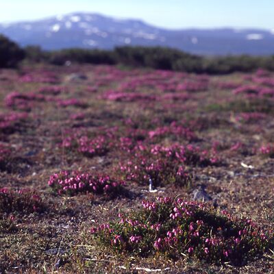 Kamera: D:\Daten\Bilder\Roh-Scan\Schweden\Web\Fj&auml;ll07.jpg<br>
400 x 400 - 38,4 KB