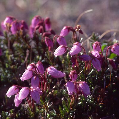 Kamera: D:\Daten\Bilder\Roh-Scan\Schweden\Web\Fj&auml;ll01.jpg<br>
400 x 400 - 33,7 KB