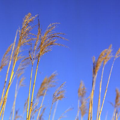 Kamera: D:\Daten\Bilder\Roh-Scan\Schweden\Web\Schilf02.jpg<br>
400 x 400 - 22,4 KB