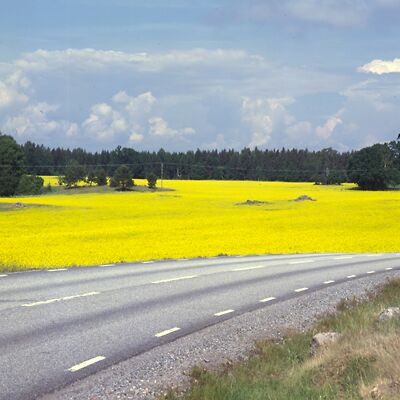Kamera: D:\Daten\Bilder\Roh-Scan\Schweden\Web\Raps.jpg<br>
400 x 400 - 26,9 KB