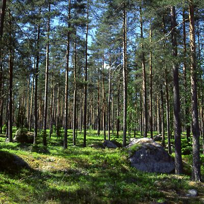 Kamera: D:\Daten\Bilder\Roh-Scan\Schweden\Web\Wald01.jpg<br>
400 x 400 - 64,2 KB
