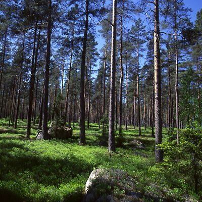 Kamera: D:\Daten\Bilder\Roh-Scan\Schweden\Web\Wald02.jpg<br>
400 x 400 - 59,9 KB