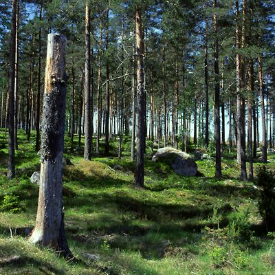 Kamera: D:\Daten\Bilder\Roh-Scan\Schweden\Web\Wald04.jpg<br>
400 x 400 - 59,0 KB