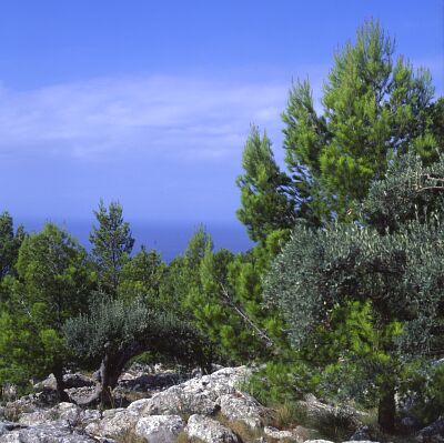 Camera: D:\Daten\Bilder\Reisen\Mallorca\Web\K&uuml;ste01.jpg<br>
0 x 0 - 38,5 KB
