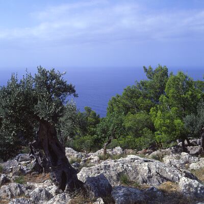 Camera: D:\Daten\Bilder\Reisen\Mallorca\Web\K&uuml;ste02.jpg<br>
0 x 0 - 37,5 KB