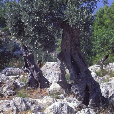 Camera: D:\Daten\Bilder\Reisen\Mallorca\Web\Olivenbaum an K&uuml;ste.jpg<br>
0 x 0 - 57,8 KB