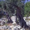Oliv tree