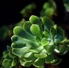 Green plant