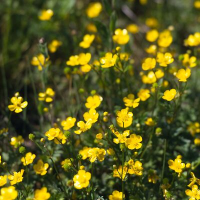 Camera: D:\Daten\Bilder\Roh-Scan\Schweden\Web\Blumenwiese01.jpg<br>
400 x 400 - 35,6 KB