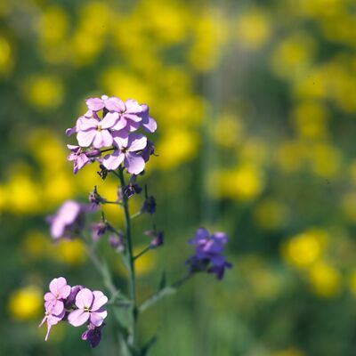 Camera: D:\Daten\Bilder\Roh-Scan\Schweden\Web\Blumenwiese05.jpg<br>
400 x 400 - 20,1 KB