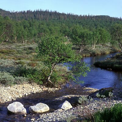 Camera: D:\Daten\Bilder\Roh-Scan\Schweden\Web\Fj&auml;ll Vorland06.jpg<br>
400 x 400 - 49,8 KB