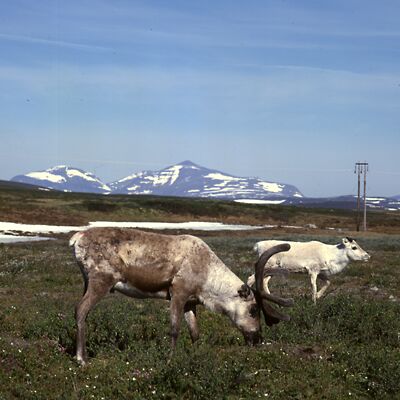 Camera: D:\Daten\Bilder\Roh-Scan\Schweden\Web\Rentiere03.jpg<br>
400 x 400 - 29,3 KB