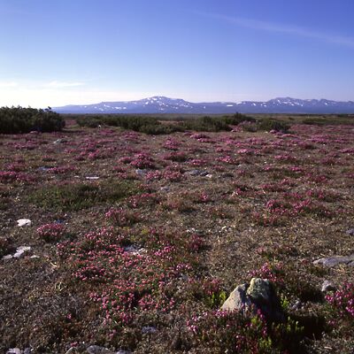 Camera: D:\Daten\Bilder\Roh-Scan\Schweden\Web\Fj&auml;ll03.jpg<br>
400 x 400 - 43,1 KB