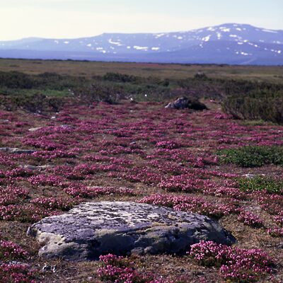 Camera: D:\Daten\Bilder\Roh-Scan\Schweden\Web\Fj&auml;ll05.jpg<br>
400 x 400 - 47,0 KB