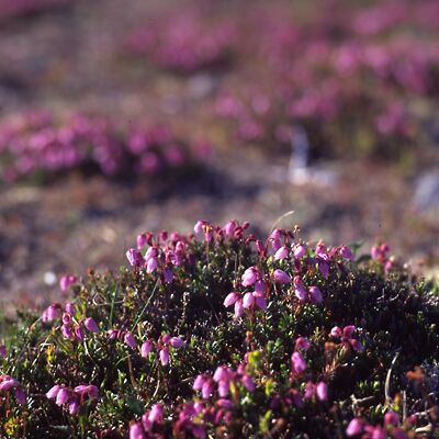 Camera: D:\Daten\Bilder\Roh-Scan\Schweden\Web\Fj&auml;ll08.jpg<br>
400 x 400 - 36,2 KB