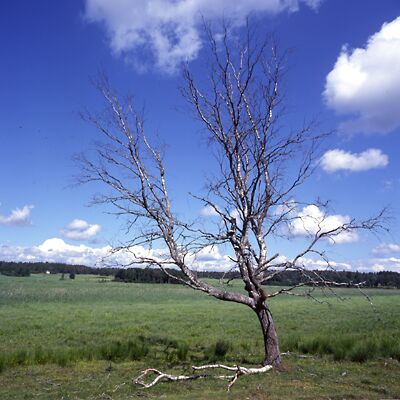Camera: D:\Daten\Bilder\Roh-Scan\Schweden\Web\Schutzgebiet01.jpg<br>
400 x 400 - 34,4 KB